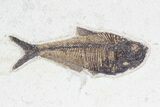 Wide Fossil Fish Plate ( / Diplomystus) - Wyoming #70608-3